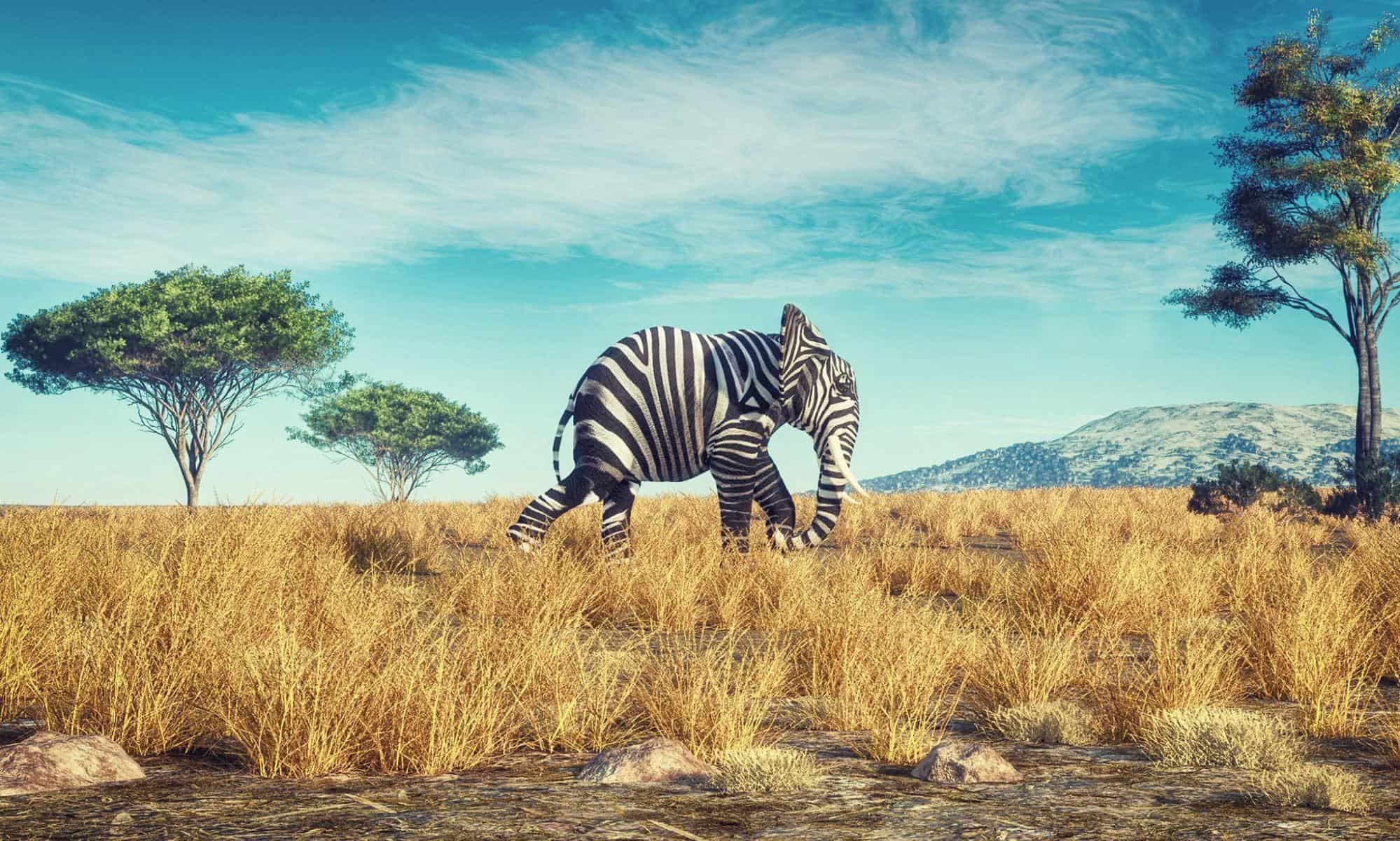 Safari